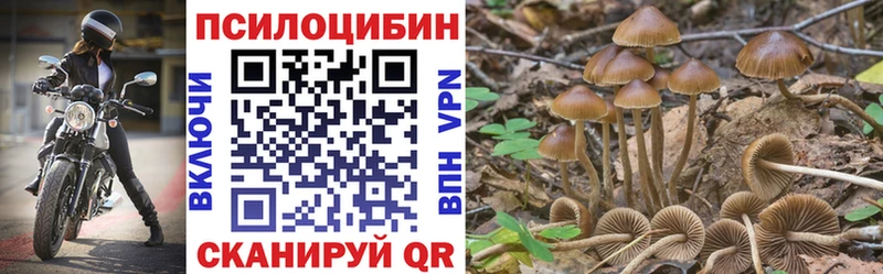 где купить   мориарти клад  Галлюциногенные грибы Psilocybe  Тында  KRAKEN сайт 